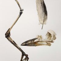 Farm Found: Bird Bones - Printed Card