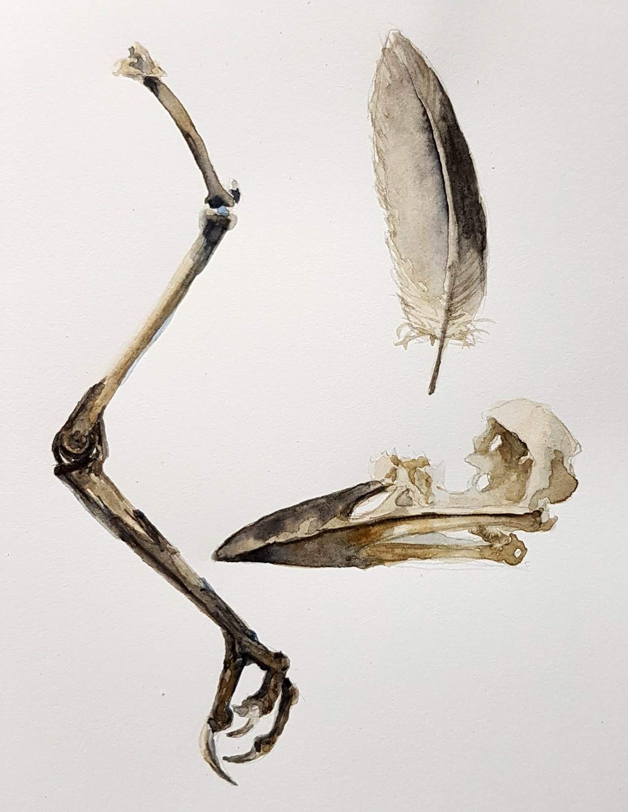 Farm found: bird bones - printed card