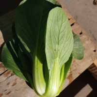 per bunch Bok Choy!