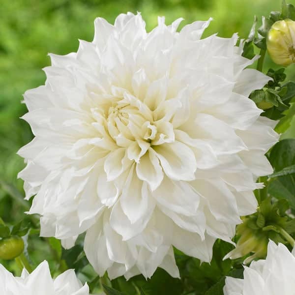 Dahlia Bulbs - Fleurel