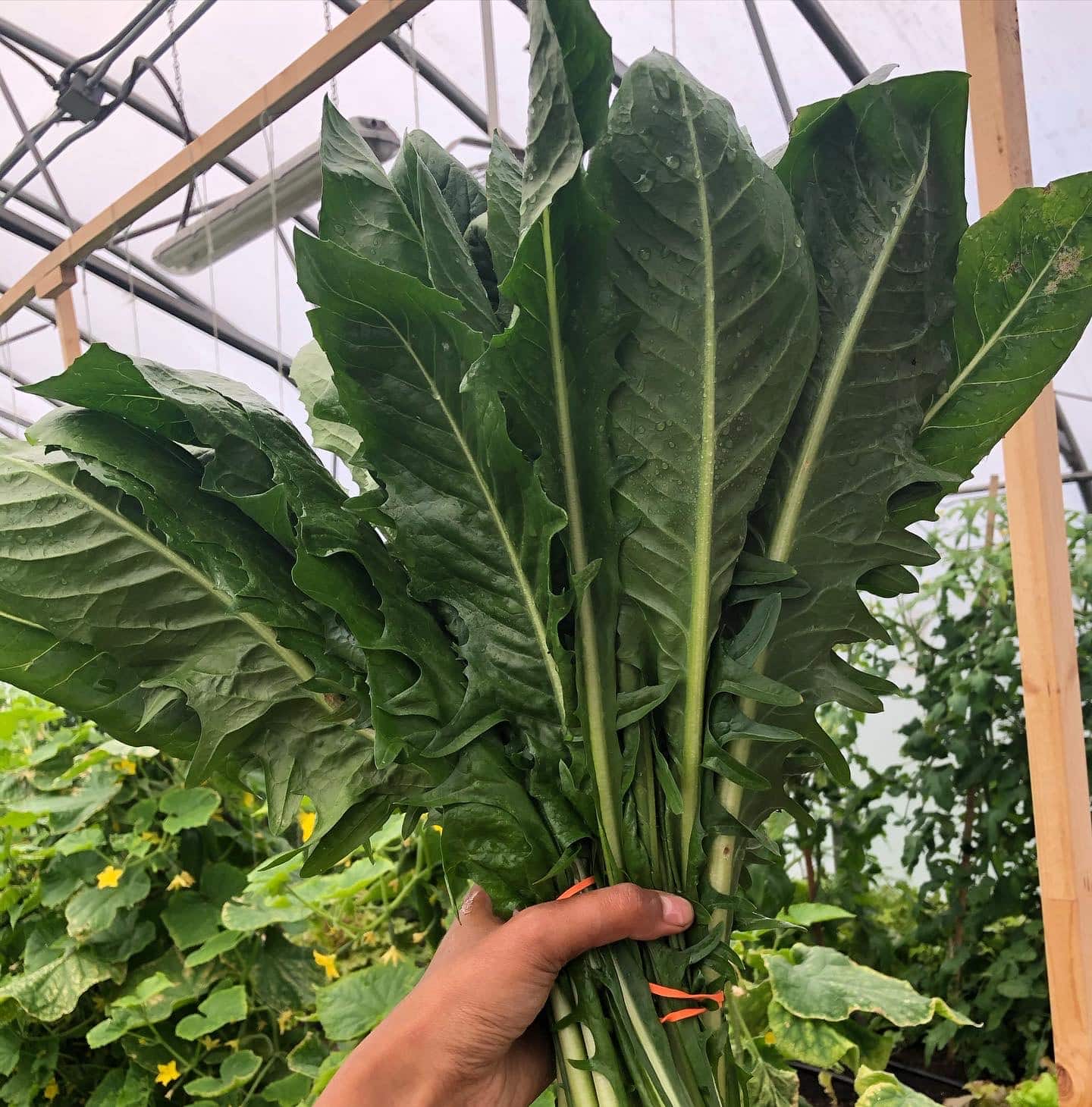 Italian Chicory