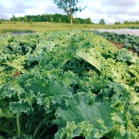 Kale mix of our winter salad greens145g+ resealable bag.