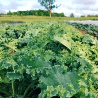 >1lb bunch of long slender rhubarb. kale >1lb bunch of long slender rhubarb.