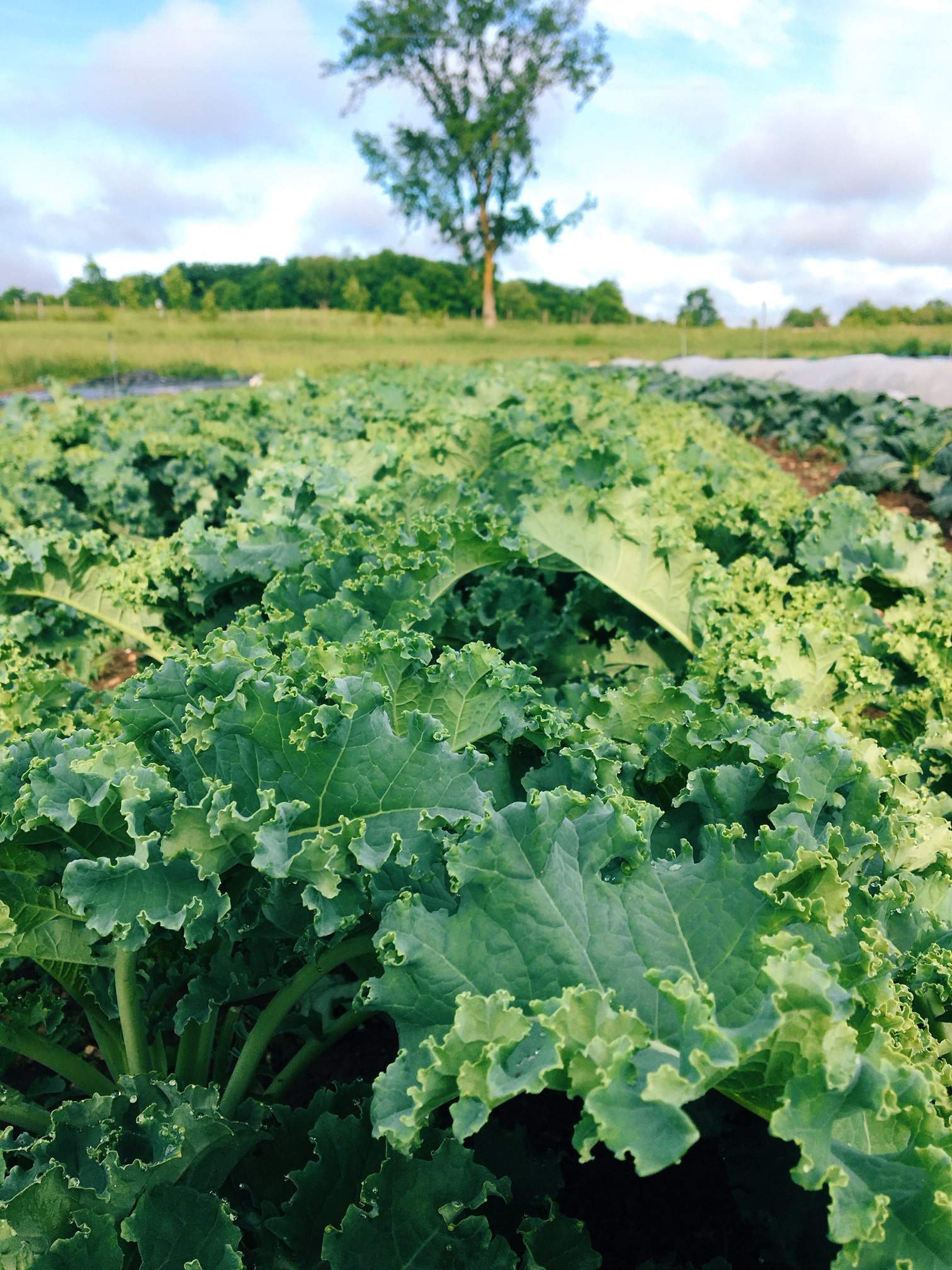 Sweet tender curly kale kale Sweet tender curly kale