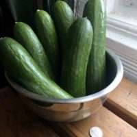 >1lb bunch of long slender rhubarb. Mini-Cucumbers, 1lb