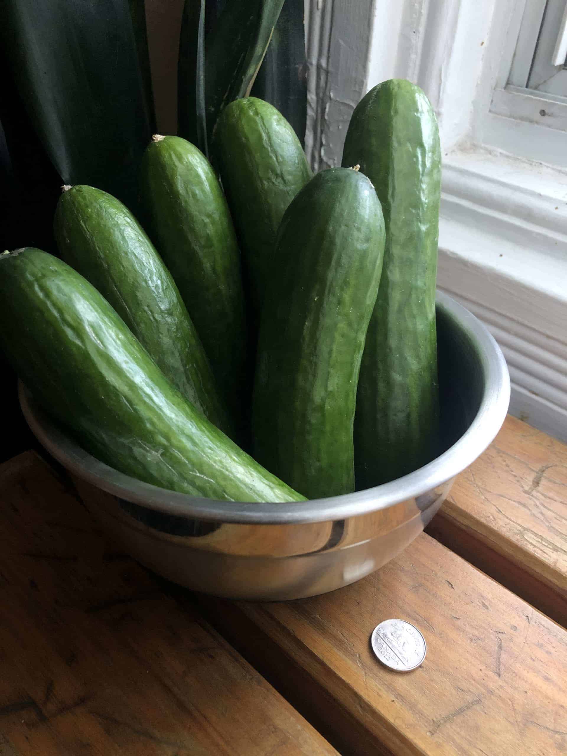 Mini-cucumbers, 1lb