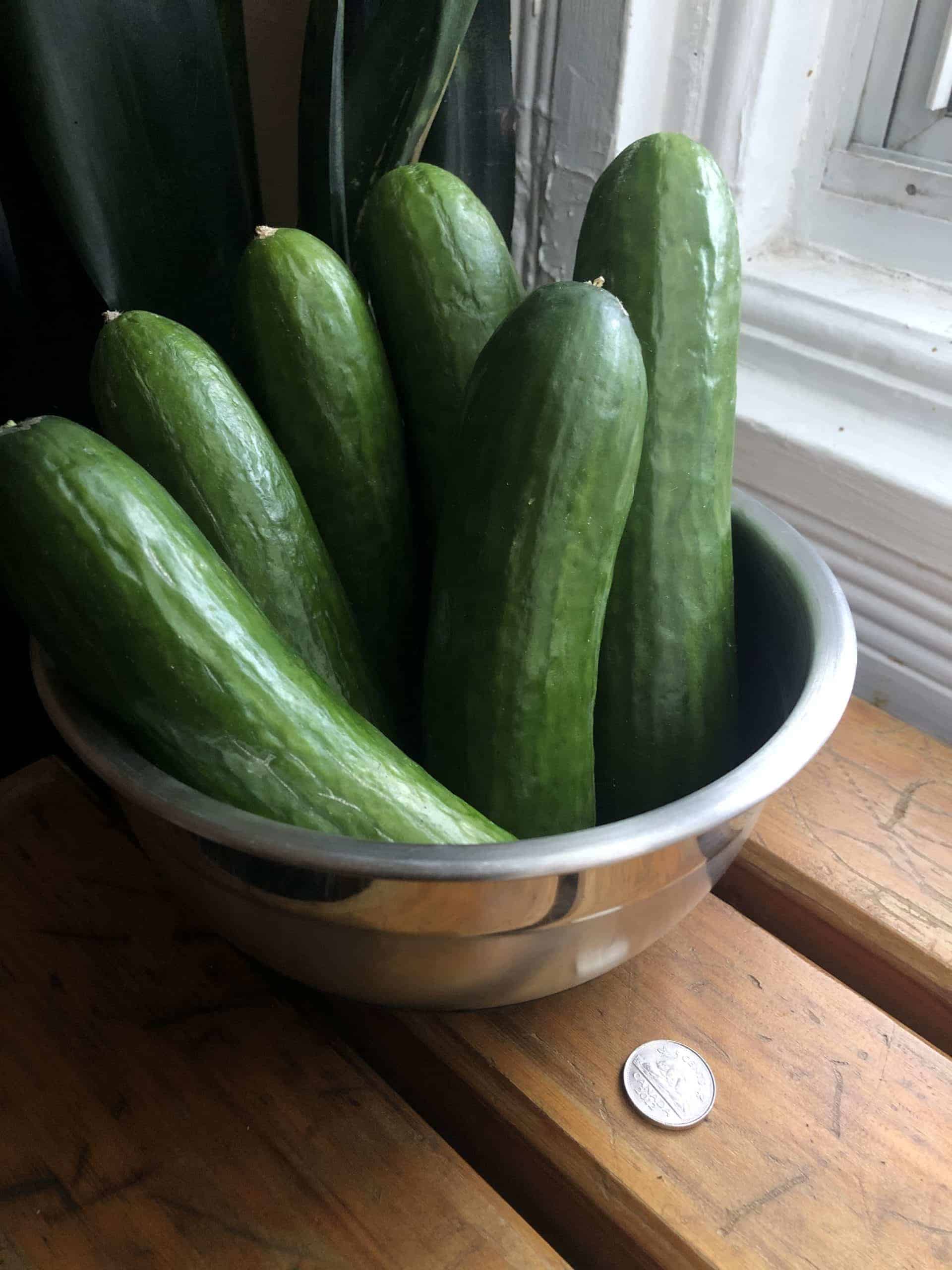 Organic Greenhouse mini-cucmbers, 6-8inches in length Mini-Cucumbers, 1lb
