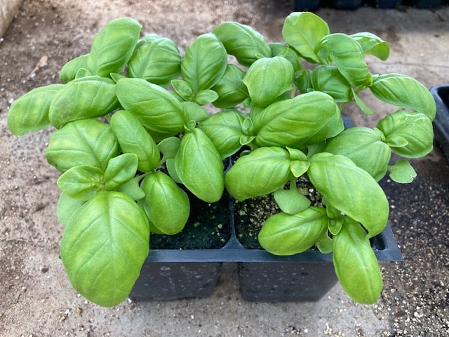 Seedling: BASIL "Compact" - 4-pack
