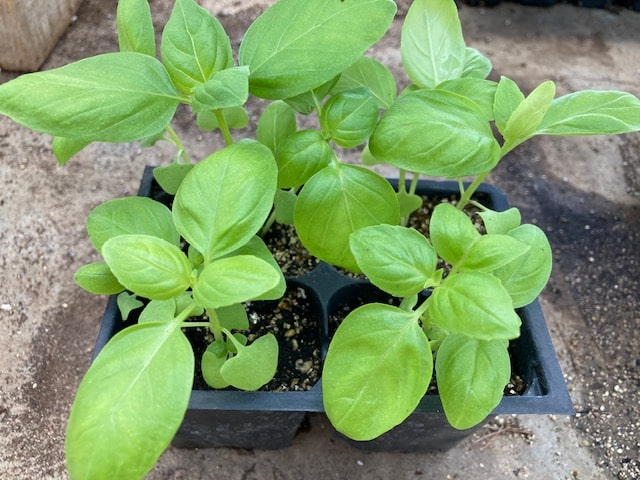 Seedling: basil "genovese" - 4-pack