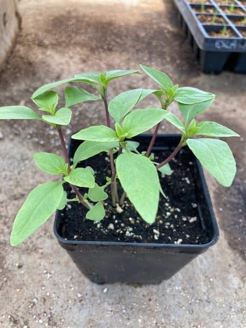 Seedling: basil "thai" - 3" pot