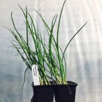 Seedling: green onion - 4-pack