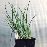 Bunched french breakfast radishes Seedling: GREEN ONION - 4-pack