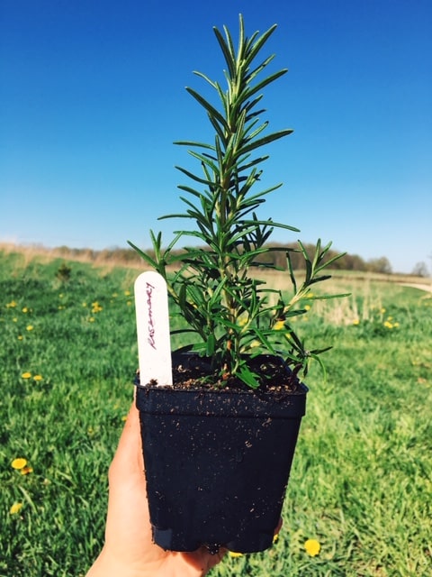 Seedling: rosemary - 3" pot