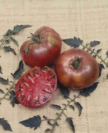 Dark purple heirloom with a reputation for taste. Seedling: TOMATO "Cherokee Purple"