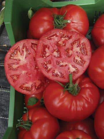 Seedling: tomato "country taste"