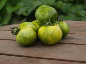 Seedling: tomato "green zebra"