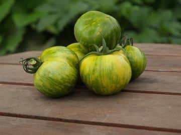 Popular heirloom that’s green and yellow-ish when ripe. Also a bush type. Seedling: TOMATO "Green Zebra"