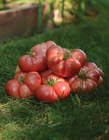 Improved Pink Brandywine. Large beefsteak. Seedling: TOMATO "Pink Brandywine"
