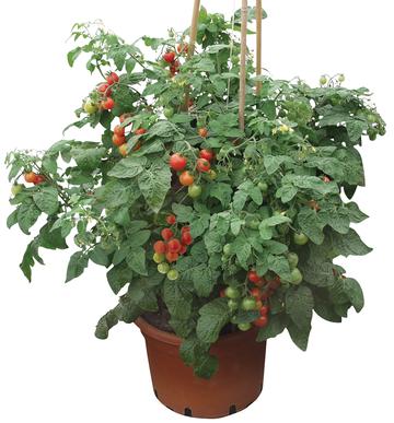 Container variety for patios. Red cherry. Seedling: TOMATO "Siderno"