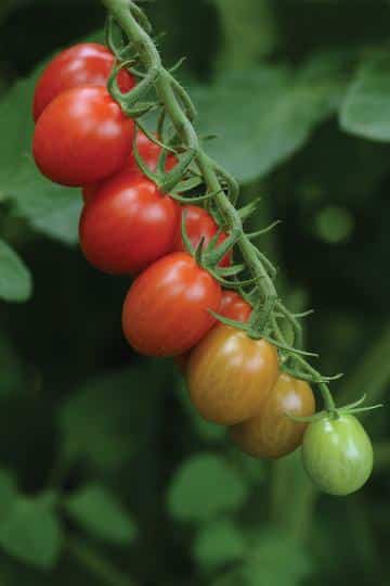Seedling: tomato "sugar rush"