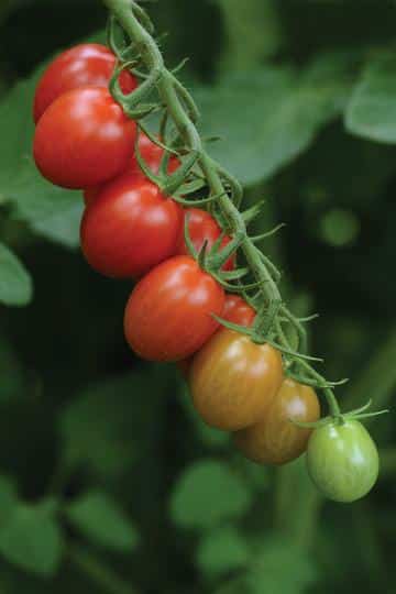 Sweetest red cherry. Fast to grow, high yielding. Seedling: TOMATO "Sugar Rush"