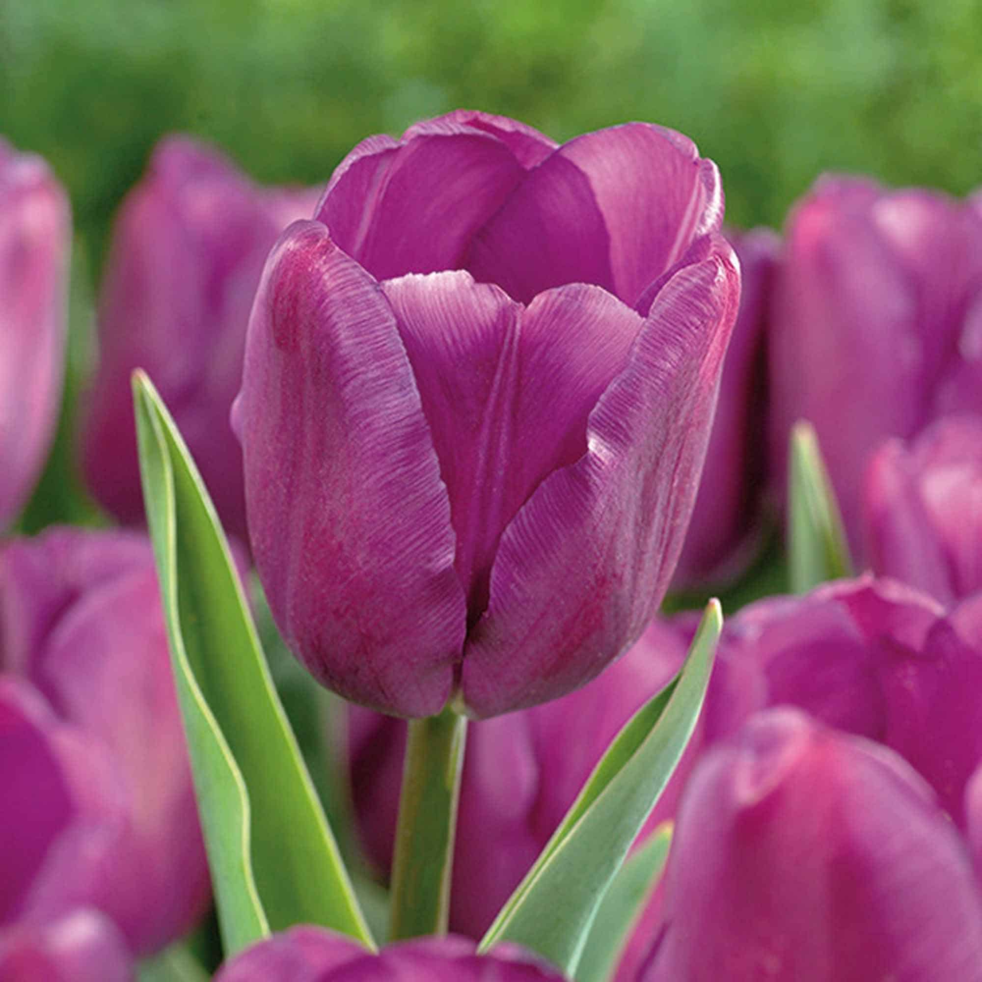 10 stems. Tulips - Purple