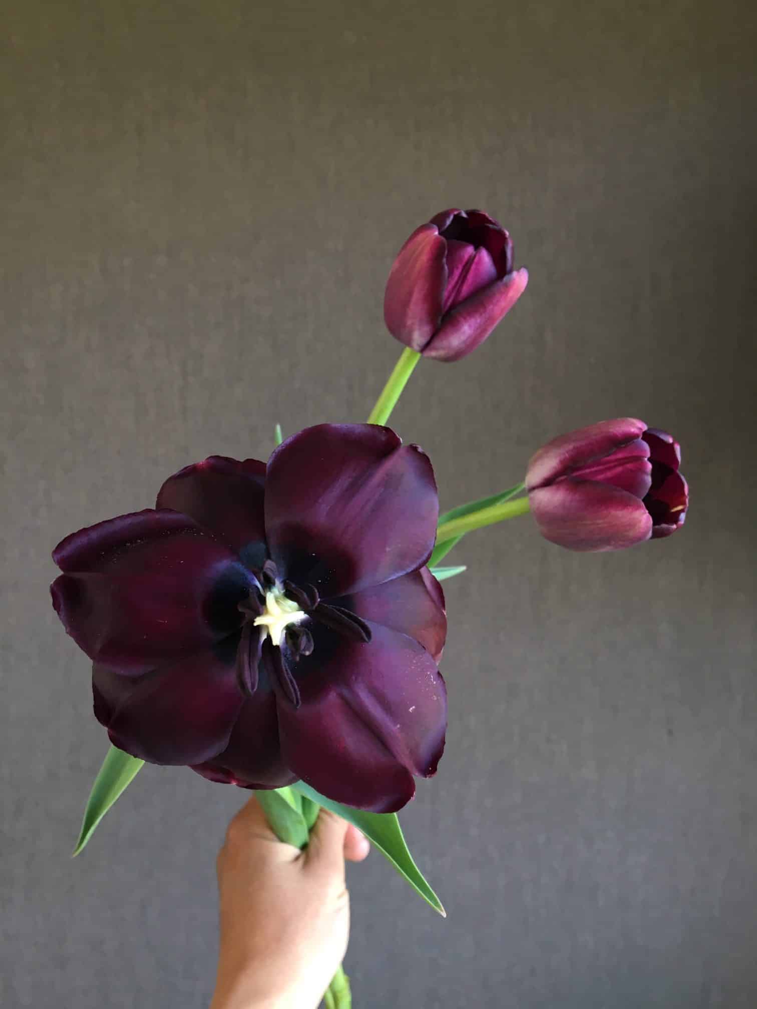 10 stems. Elegant, tall and velvety purple-black. Tulips - Queen of the Night