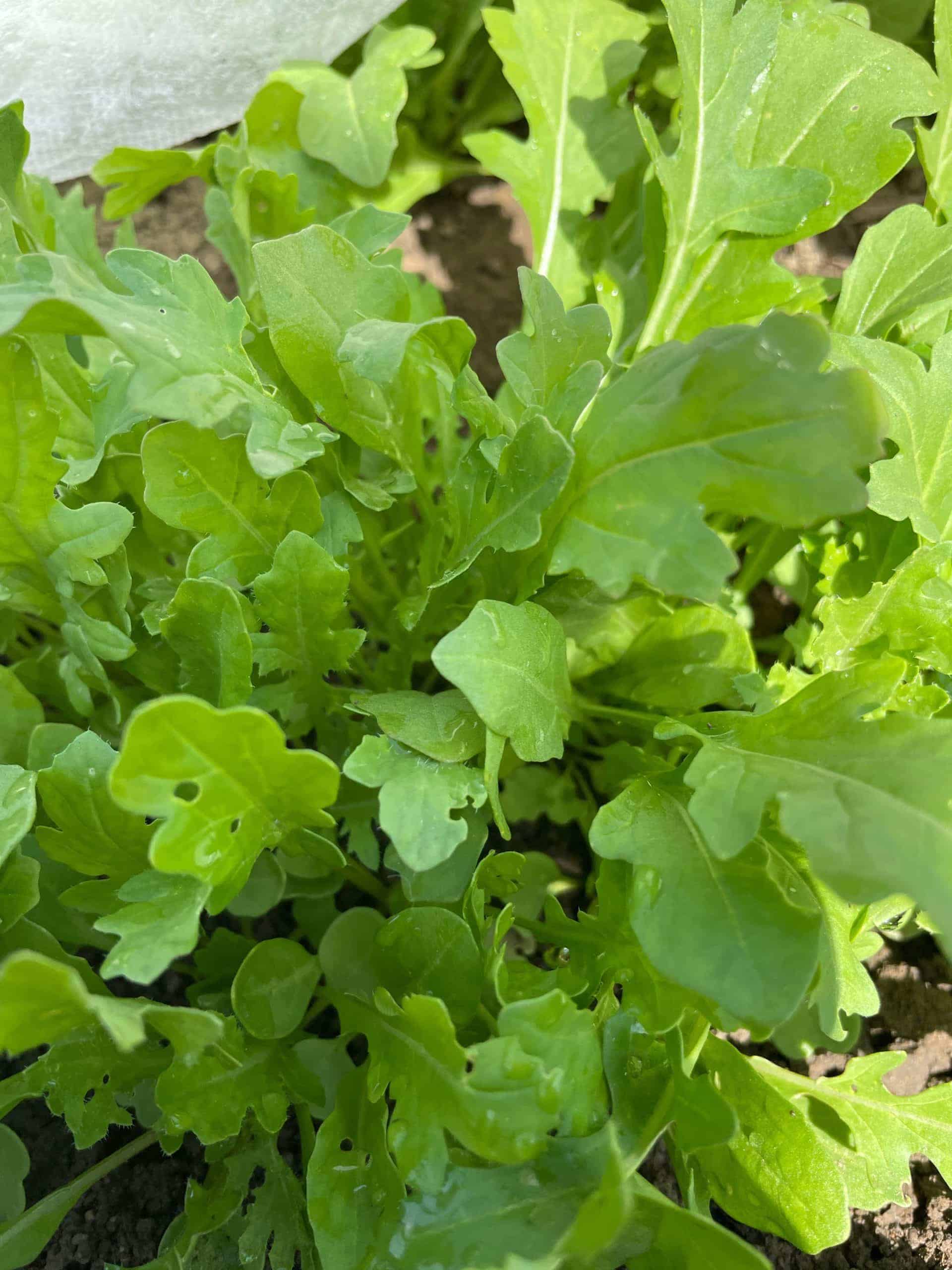 3oz bag Arugula ( organic )