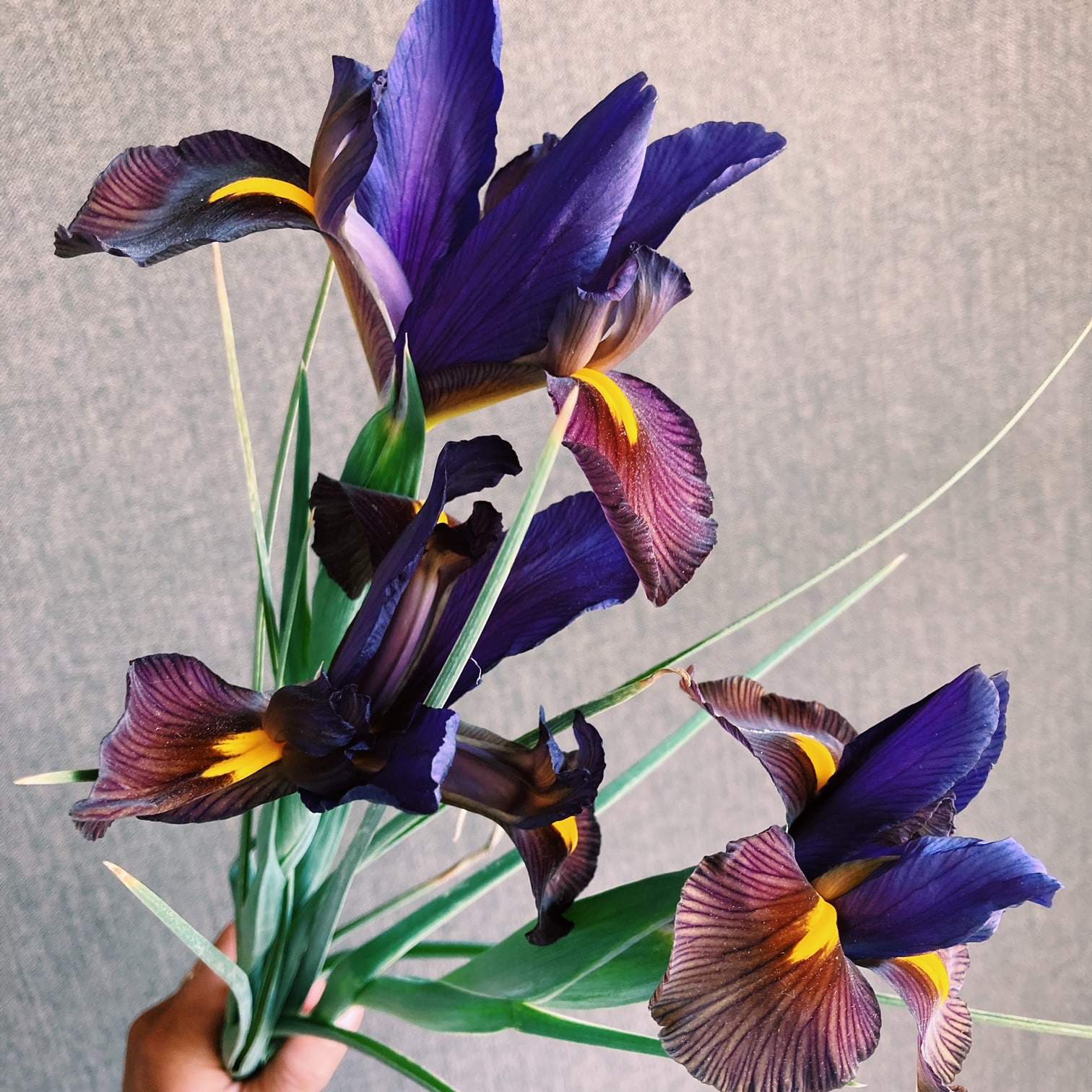 3-4 deep purple and brown velvetty bearded irises wrapped in parchment paper. Beared Iris - small bunch