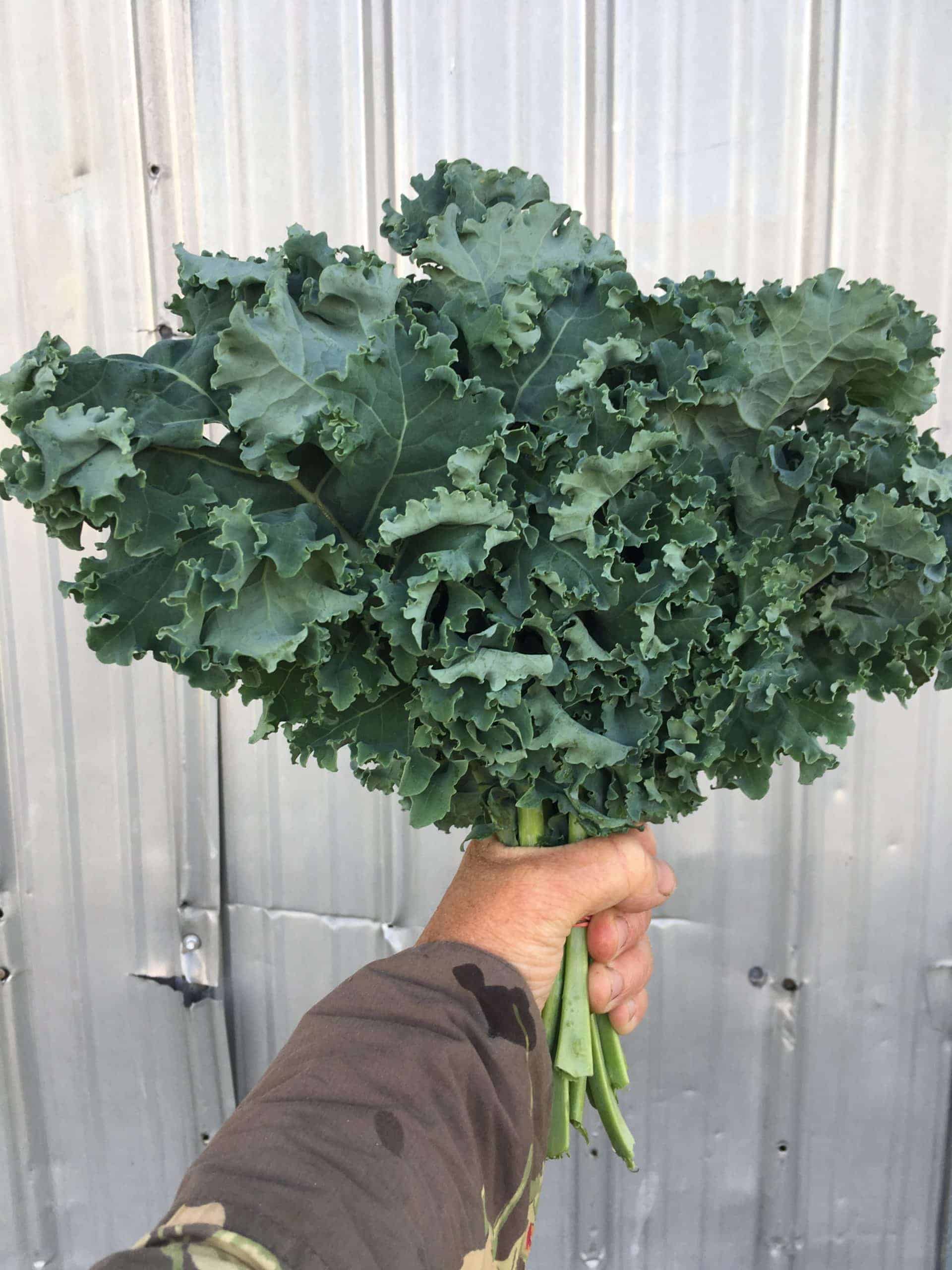 Love it or hate it, this is the kale everyone knows. A tender variety perfect for salad. Curly Kale