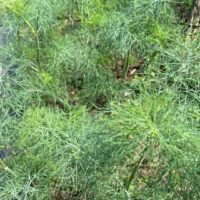 Dill weed. Culinary herb