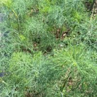 one nice bunch aromatic and sweet Dill Weed. culinary herb