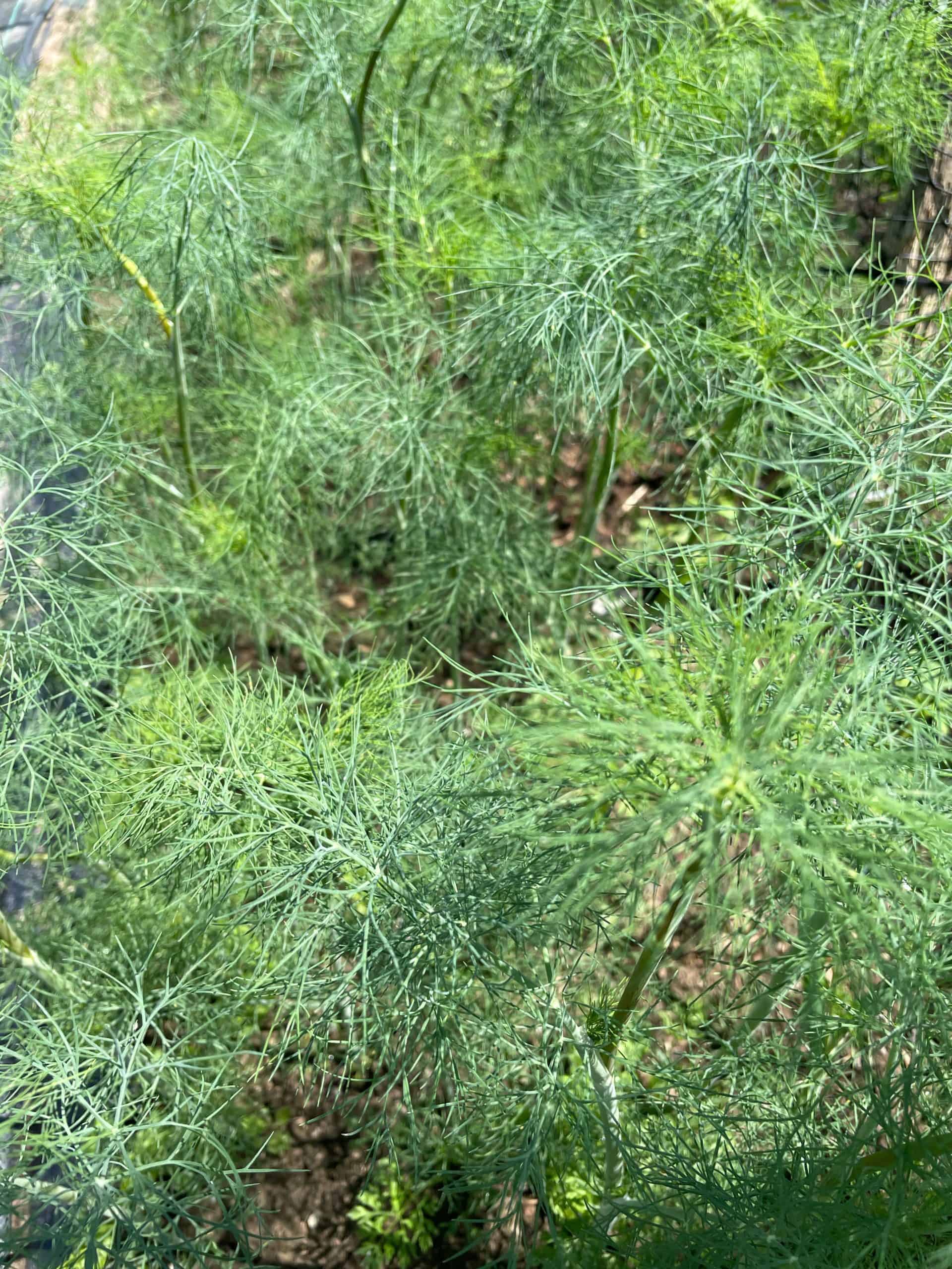 per bunch Dill Weed. culinary herb