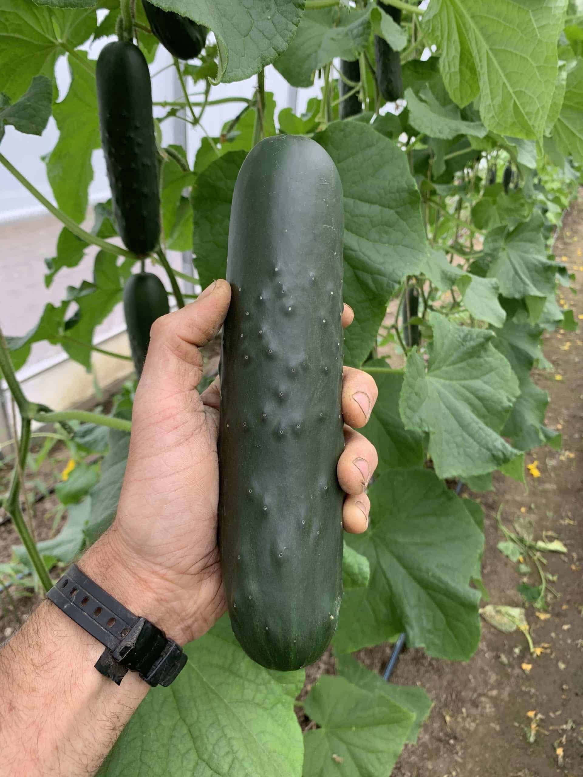 Field cucumber