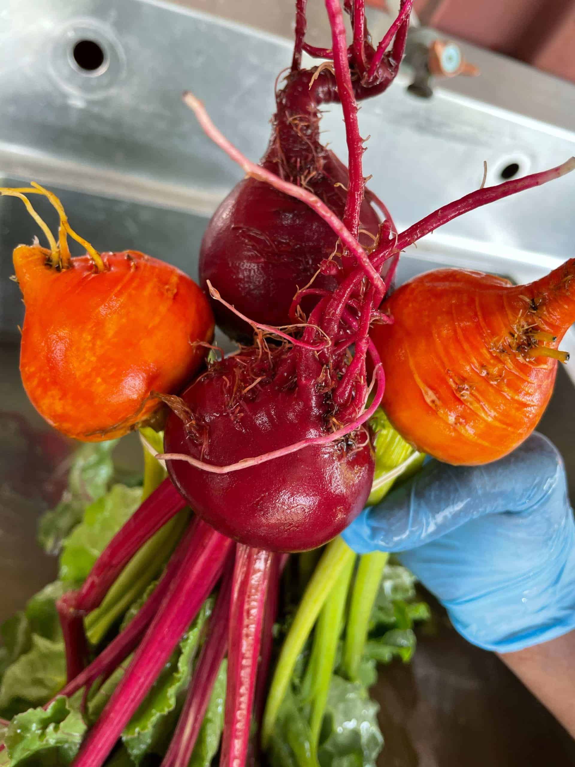 per bunch Fresh Beets: may include red, white and yellow beets