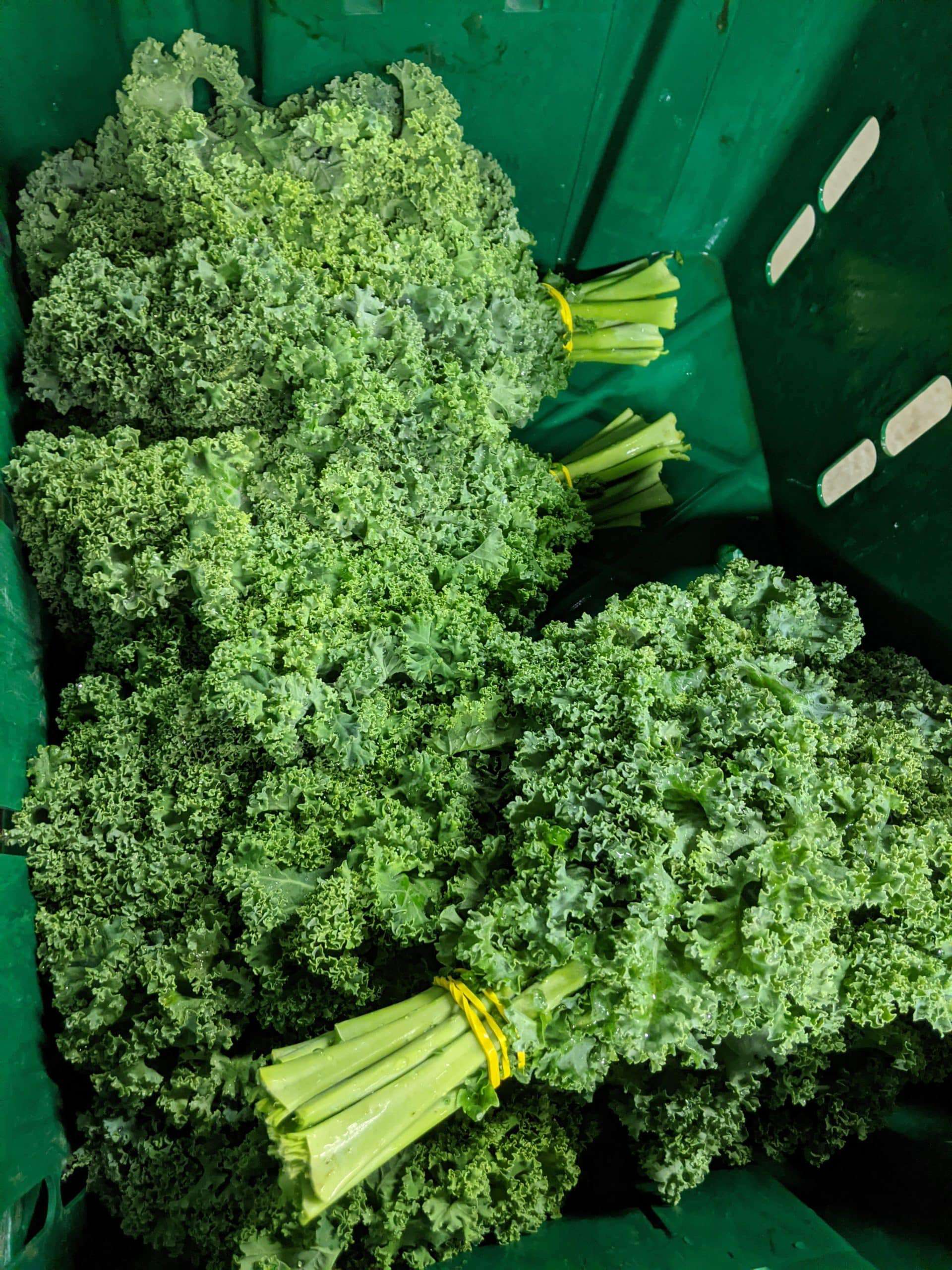 Fresh bunched curly kale!