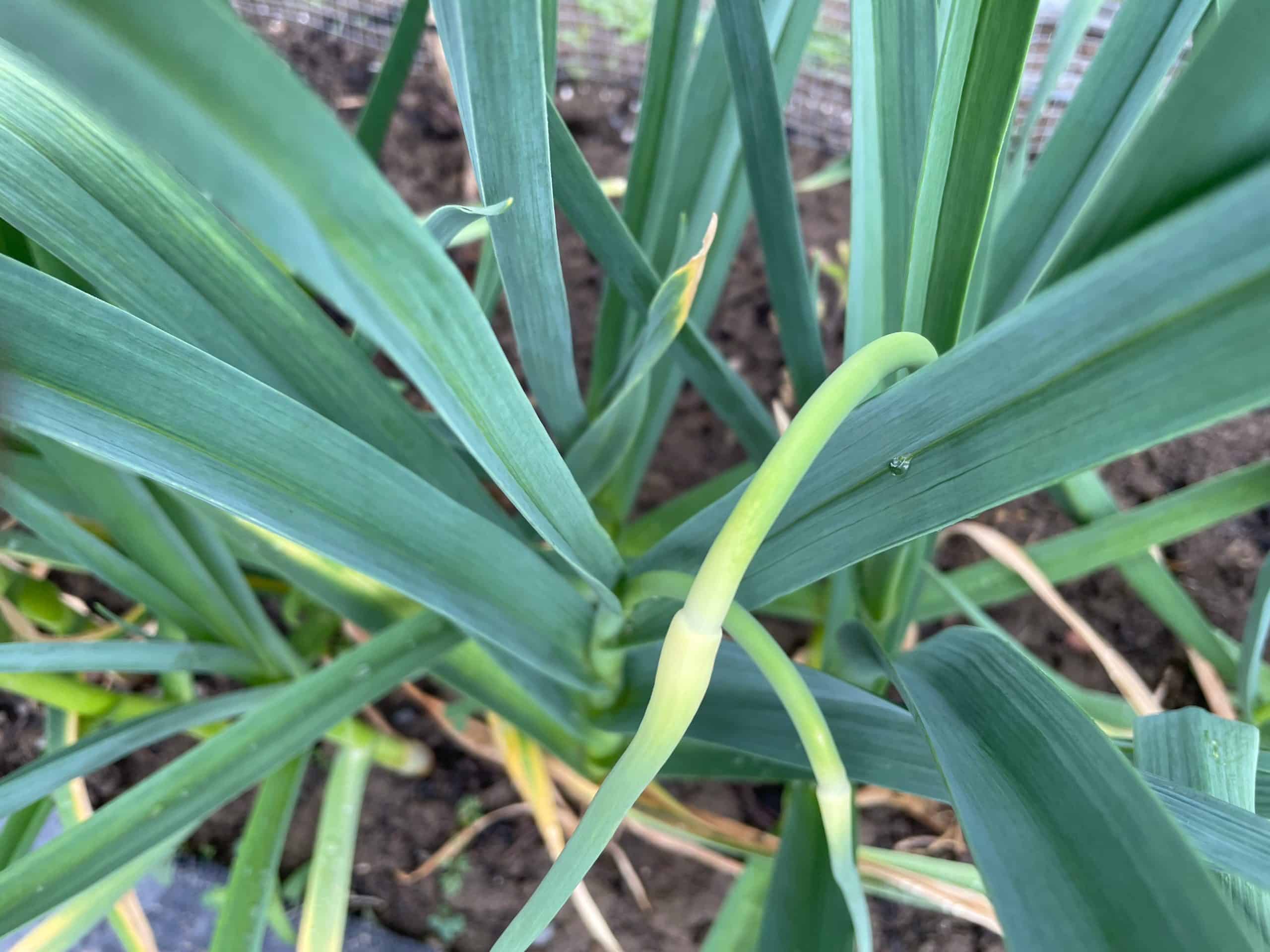 Garlic scapes ( first sign of the garlic season)