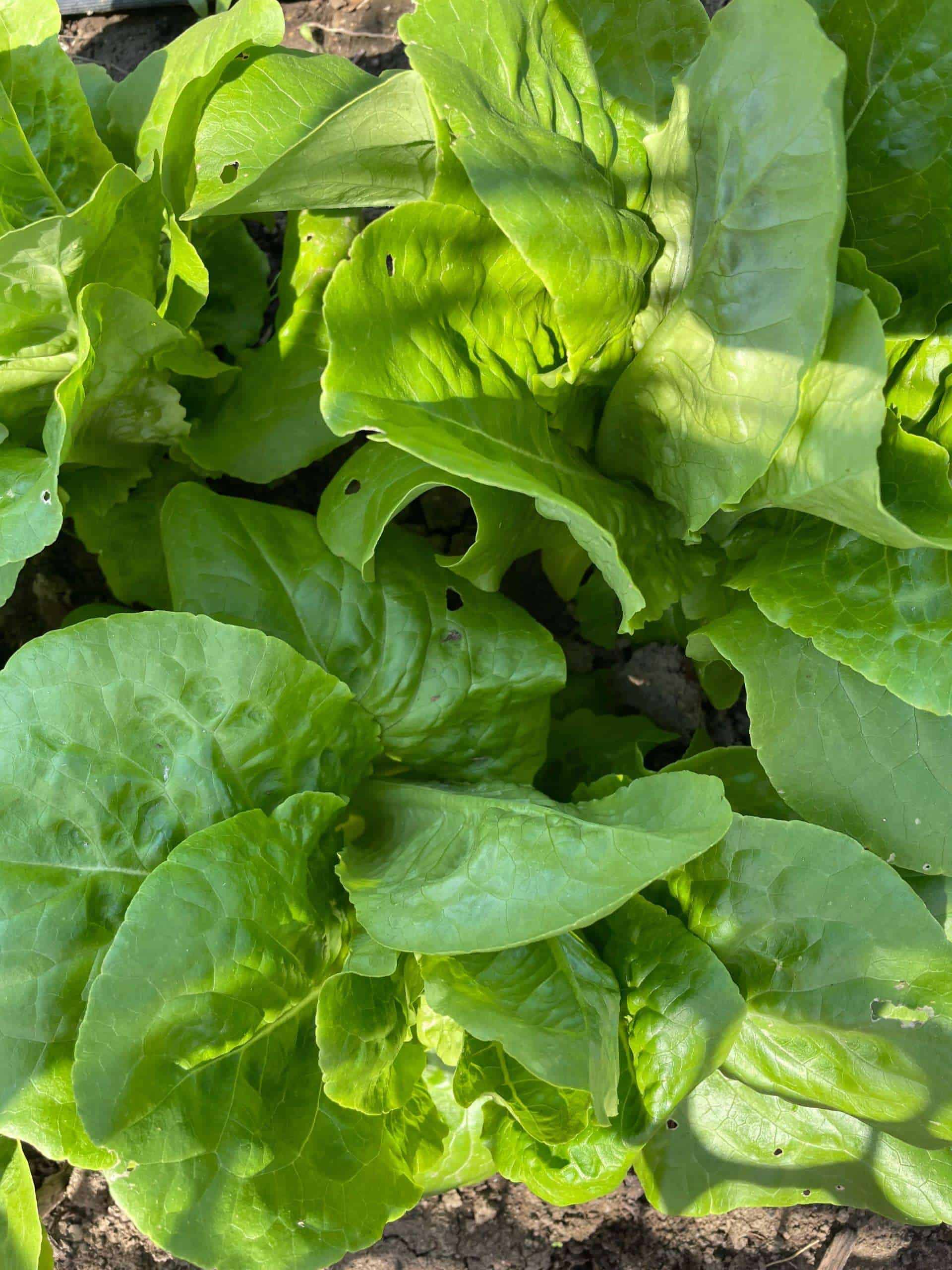 per head Head lettuce, Butter crunch