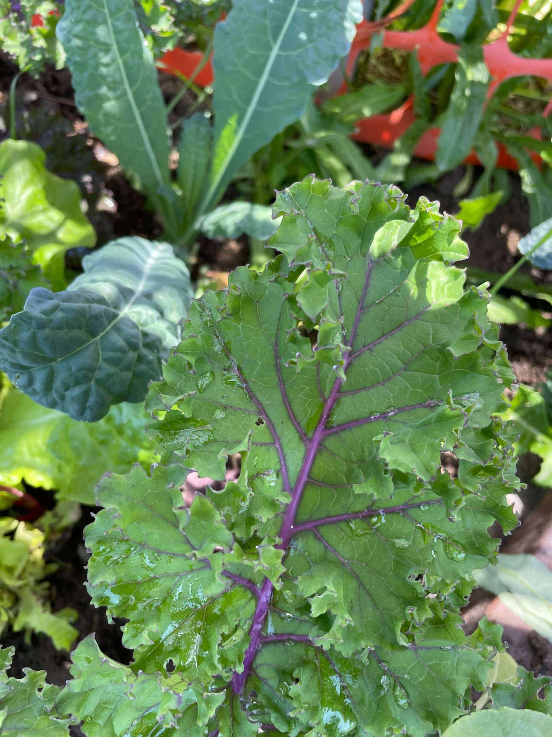 Kale: mixed bunch of red, dinasour, and curly green kale