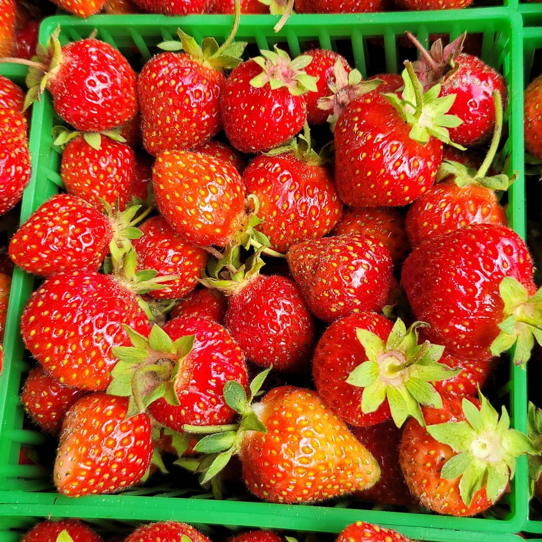 Organic strawberries - 1 quart