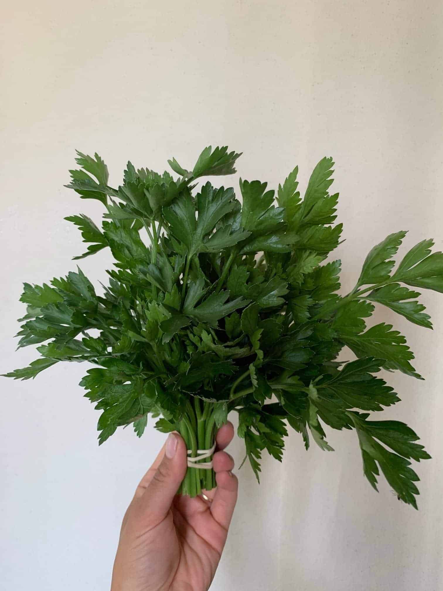 one nice bunch aromatic and sweet Parsley - flat leaf, italian