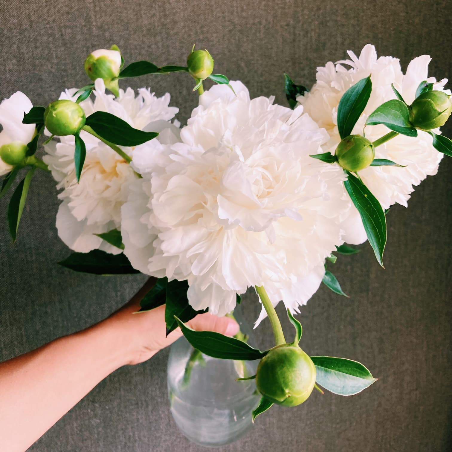 Peonies - small bunch