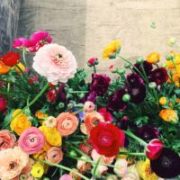 Ranunculus flowers - farmers' choice colours