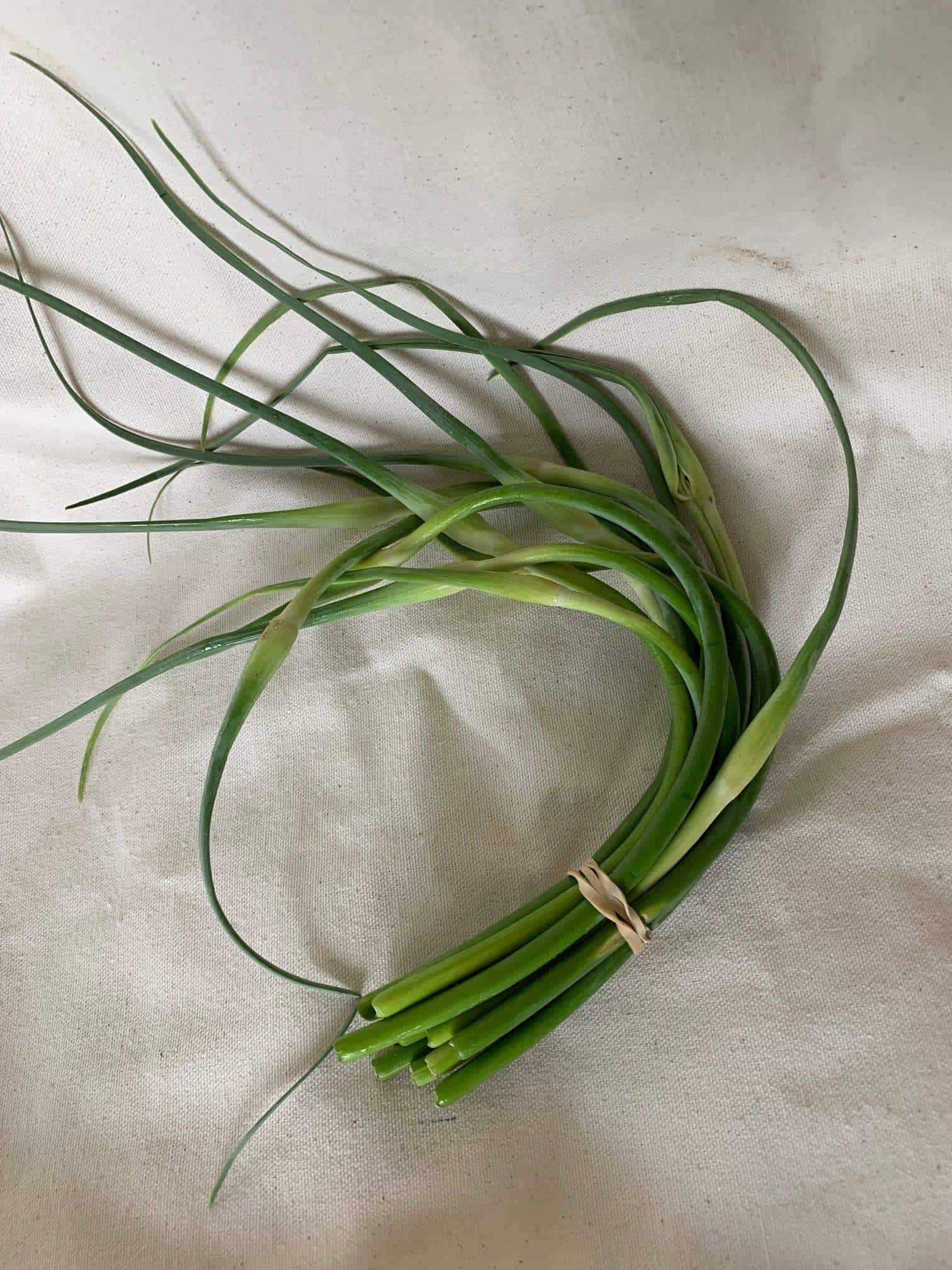 We get the scapes off when they're most tender Young Garlic Scapes - 3 bu