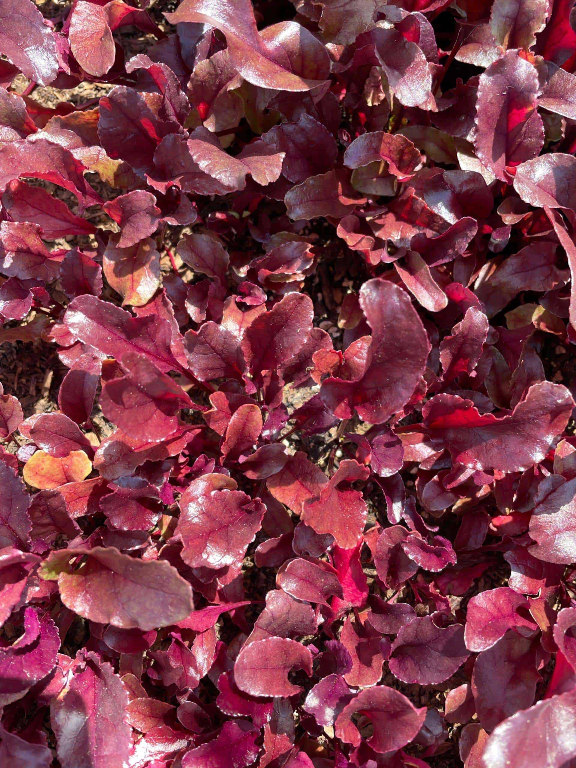 Bull Blood variety, strong Beet leaves, sold by the bunch! Baby Beet Greens