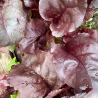 Beet Greens