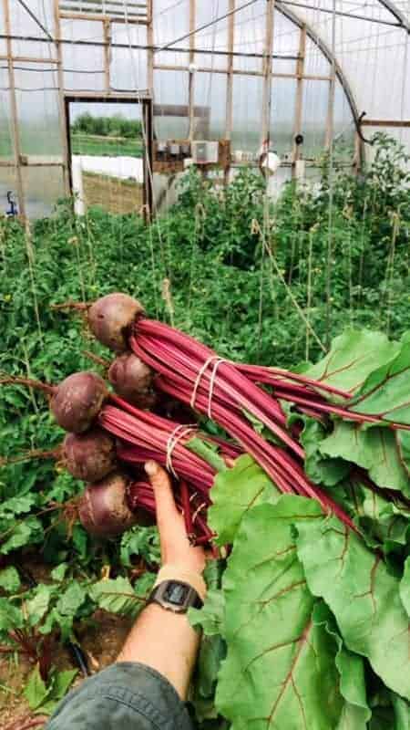 Fresh red beets. Topped and bagged. approx 1.75LB beets Fresh red beets. Topped and bagged. approx 1.75LB