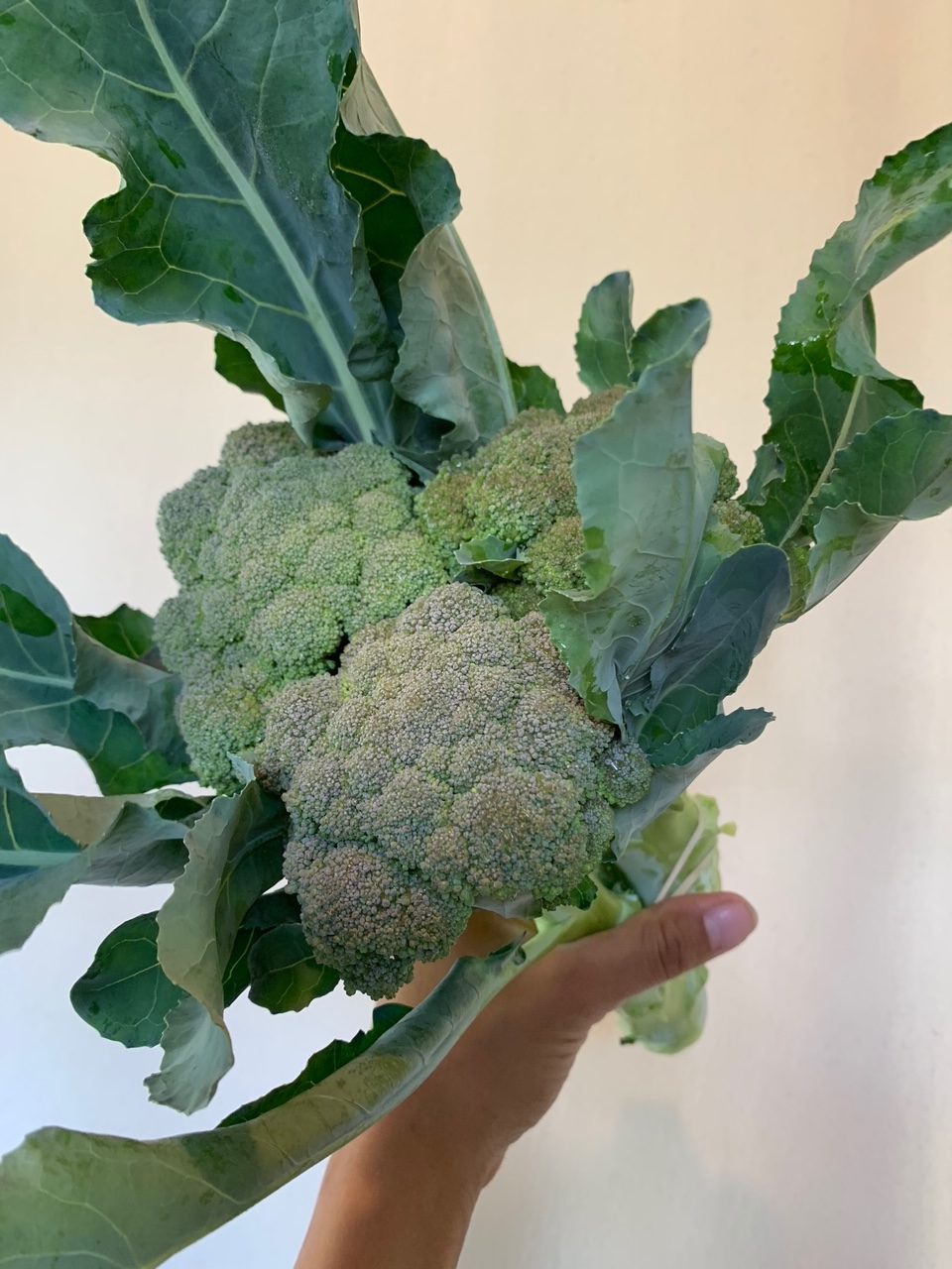 One big head or two-three smaller heads bunched, with stems intact Broccoli