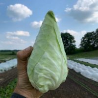 Cabbage, small