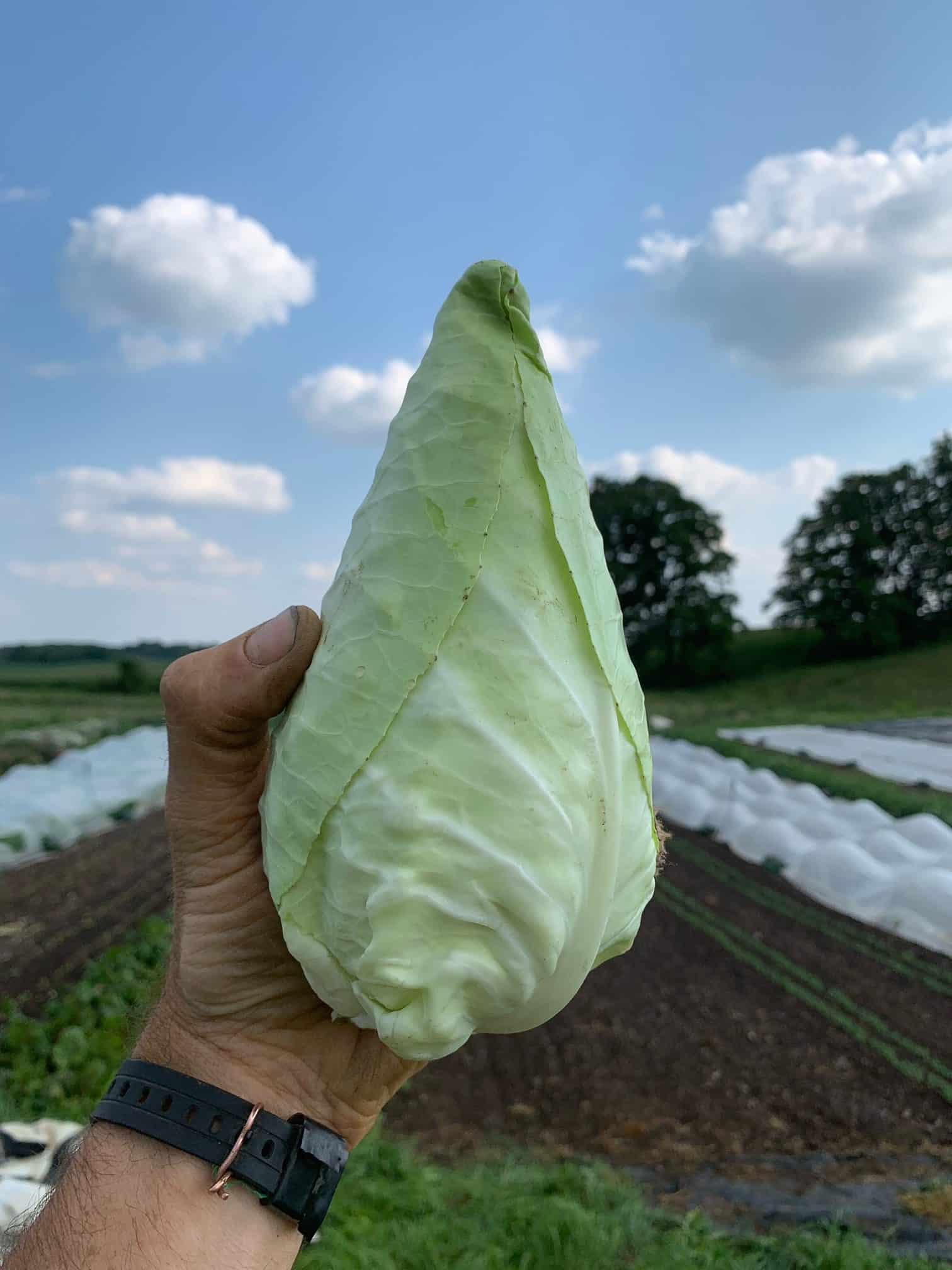 Cabbage, small
